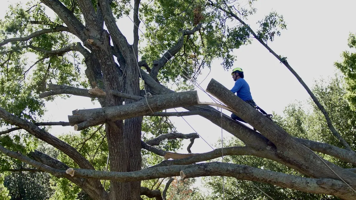 Professional Hazardous Tree Removal performed by certified arborists in Milam